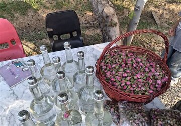 ثبت گلاب‌گیری بروجرد در تقویم ملی گردشگری
