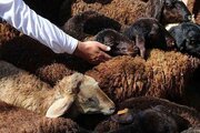 فعالیت ۷ مرکز عرضه بهداشتی دام زنده در روزهای عرفه و عید قربان در تهران