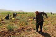 لرستان قطب تولید موسیر می شود /  تولید ۲ هزار ۷۰۰ تن موسیر در استان