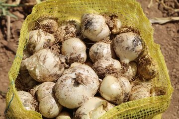 لرستان قطب تولید موسیر می شود /  تولید ۲ هزار ۷۰۰ تن موسیر در استان