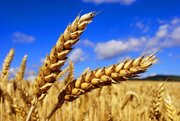 دیم‌کاری،راهبردی برای عبور از بحران آب فارس