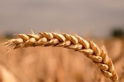 بقعه ای در قم که با یک گندم ساخته شد!