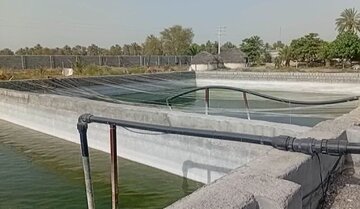 برداشت ماهیان گرمابی در میناب