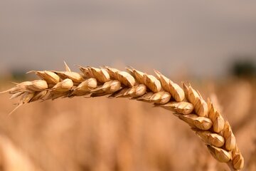 بقعه ای در قم که با یک گندم ساخته شد! بقعه ای در قم که با یک گندم ساخته شد!