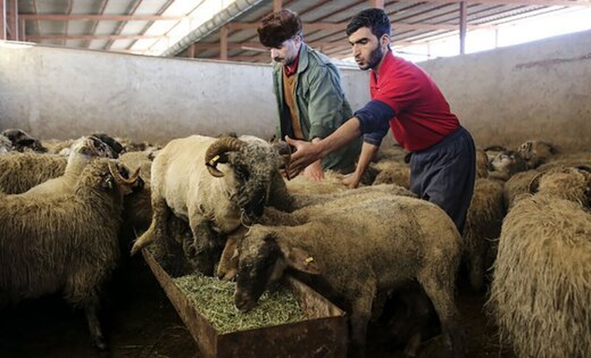 اطلاعیه جدید درباره قیمت دام زنده صادر شد/ آزاد: به این دسته از خریداران به ازای هر کیلو گوشت، ۳۰۰ هزار تومان یارانه اختصاص مییابد. اطلاعیه جدید درباره قیمت دام زنده صادر شد/ آزاد: به این دسته از خریداران به ازای هر کیلو گوشت، ۳۰۰ هزار تومان یارانه اختصاص مییابد.