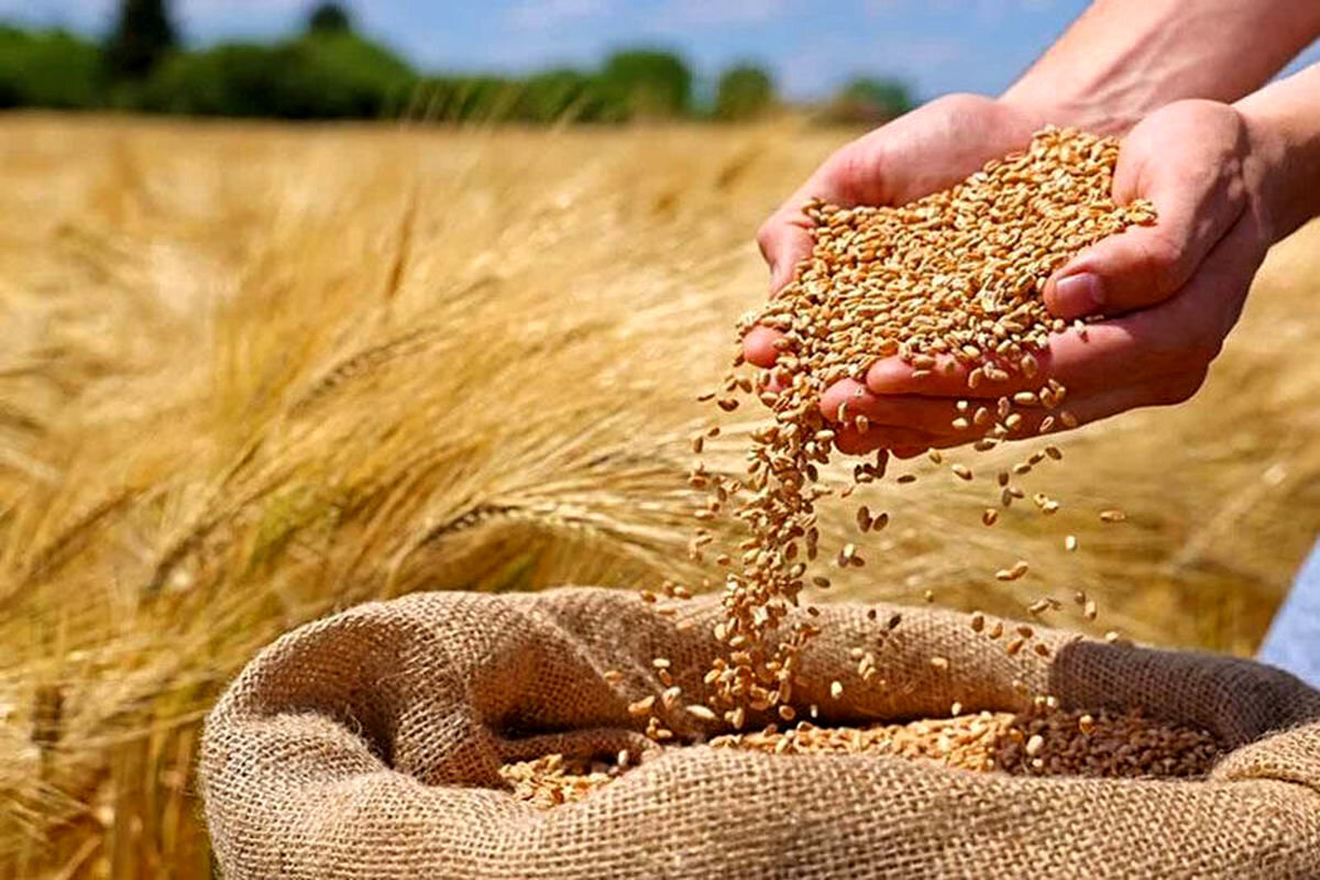 بقعه ای در قم که با یک گندم ساخته شد!
