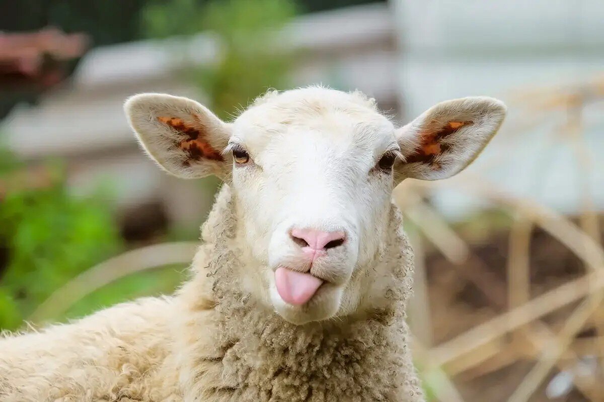 فروش گوسفند زنده