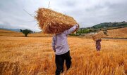 خبر جدید برای کشاورزان / زمان پرداخت مطالبات گندمکاران مشخص شد