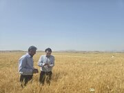 پایش مزارع پلدختر در آستانه برداشت/ تأکید بر مبارزه قاطع با آفت سن 