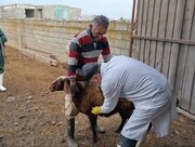 آماده باش سه اکیپ‌ نظارت بهداشتی و شرعی دامپزشکی در کشتارگاه رودان