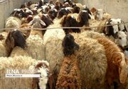 قیمت دام زنده ویژه عید قربان اعلام شد/ جایگاه های عرضه دام زنده