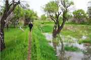 ۹۹هزار هکتار از باغات قزوین شناسنامه دار شدند