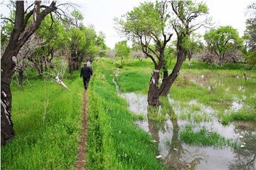 ۹۹هزار هکتار از باغات قزوین شناسنامه دار شدند ۹۹هزار هکتار از باغات قزوین شناسنامه دار شدند