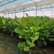 روستای عاری از بیکاری در مازندران را بشناسید+ فیلم