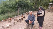 ببینید | چرخه کامل تولید در روستای کلاریجان سوادکوه