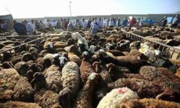 آمادگی کمیته امداد و بهزیستی برای جمعآوری نذورات عید قربان در مازندران آمادگی کمیته امداد و بهزیستی برای جمعآوری نذورات عید قربان در مازندران