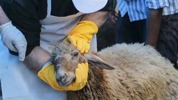 آیا قربانی کردن با مهربانی با حیوانات ناسازگار است؟ تبیین مرزهای آیین و اخلاق