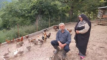 ببینید | چرخه کامل تولید در روستای کلاریجان سوادکوه