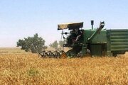 خرید تضمینی ۴۲ هزار تُن گندم در هرمزگان