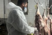 هشدار دامپزشکی رابر جهت رعایت پروتکل‌های بهداشتی برای مقابله با تب کریمه کنگو
