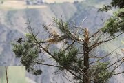 بیماری مرموزی که به جان درختان چالوس افتاده/ عکس