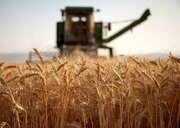 گندم‌کاران حتما بخوانند/ زمان واریز مطالبات گندم‌کاران اعلام شد + جزییات