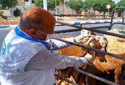 ضبط ۳ لاشه و ۲۸۲ قطعه اندام غیربهداشتی در بازرسی‌های عید قربان کرمان