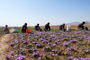 صحنه روی مسیر زعفران رفت/ برنامه‌ریزی برای توسعه کشت محصول کم‌آب‌بر در کرمانشاه