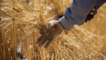نماینده جنوب کرمان از پرداخت ۵۰ درصد مطالبات گندم‌کاران خبر داد/ قیمت نهایی گندم ۴۸ هزار و ۵۰۰ تومان