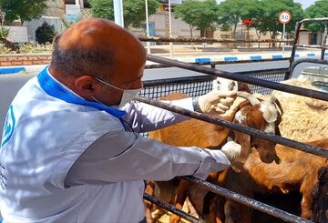 ضبط ۳ لاشه و ۲۸۲ قطعه اندام غیربهداشتی در بازرسیهای عید قربان کرمان ضبط ۳ لاشه و ۲۸۲ قطعه اندام غیربهداشتی در بازرسیهای عید قربان کرمان