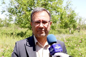 تولید سالیانه ۴۲۰۰ تن گل محمدی در لرستان