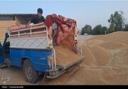 خبر مهم برای گندمکاران/ رقم پیشنهاد خرید تضمینی گندم اعلام شد
