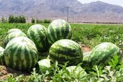 ببینید |  انتقال هندوانه با پهپاد در منطقه کوهستانی چین