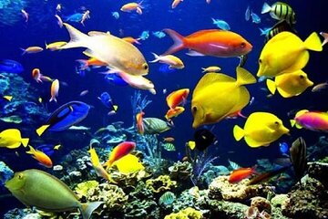 ارزآوری ۲میلیون دلاری ماهیان زینتی برای قزوین ارزآوری ۲میلیون دلاری ماهیان زینتی برای قزوین