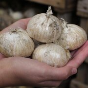 ۲۷۰۰ تن موسیر از مزارع لرستان برداشت می شود