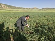 لرستان پیشتاز توسعه مبارزه بیولوژیک / اجرای طرح در ۵۹۶۰ هکتار از اراضی کشاورزی
