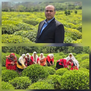 فرماندار لنگرود:۷۰ درصد مطالبات چین اول چایکاران لنگرود پرداخت شد فرماندار لنگرود:۷۰ درصد مطالبات چین اول چایکاران لنگرود پرداخت شد