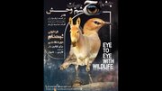 آموختن «هنر حفاظتی» با محوریت گورخر ایرانی و زاغ بور/ رام خفاجی آموزش می‌دهد