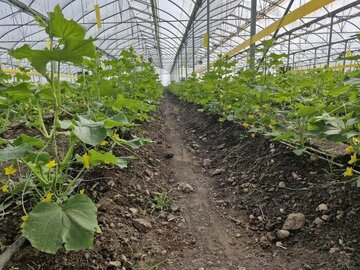 بهره برداری از ۷ طرح کشاورزی در بخش جغین
