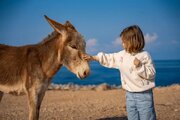 راهکار غیرمنتظره پژوهشگران برای بهبود حال نوجوانان / ۳ دقیقه نوازش الاغ