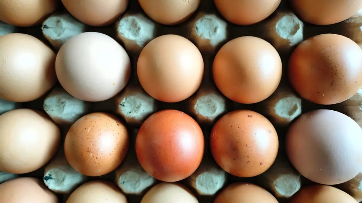 قیمت تازه هر کیلو تخممرغ اعلام شد؛ به گزارشها، قیمت واقعی تخممرغ چنین است و لازم نیست بیشتر پرداخت کنید. قیمت تازه هر کیلو تخممرغ اعلام شد؛ به گزارشها، قیمت واقعی تخممرغ چنین است و لازم نیست بیشتر پرداخت کنید.