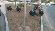 پایان عملیات کاشت ۱۰۰ هزار نهال در بافت تاریخی کرمان