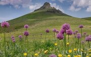 نهالستان گیاهان دارویی در اردبیل دایر می‌شود