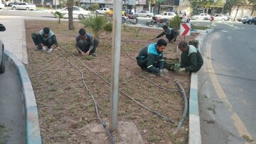 پایان عملیات کاشت ۱۰۰ هزار نهال در بافت تاریخی کرمان پایان عملیات کاشت ۱۰۰ هزار نهال در بافت تاریخی کرمان