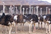 طرح پرورش شترمرغ بوانات فارس با ظرفیت ۲هزار و ۱۵۰ قطعه افتتاح شد