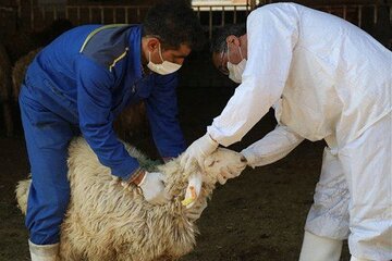 استقرار ۲۷ اکیپ بازرسی برای نظارت ذبح دام در قزوین استقرار ۲۷ اکیپ بازرسی برای نظارت ذبح دام در قزوین