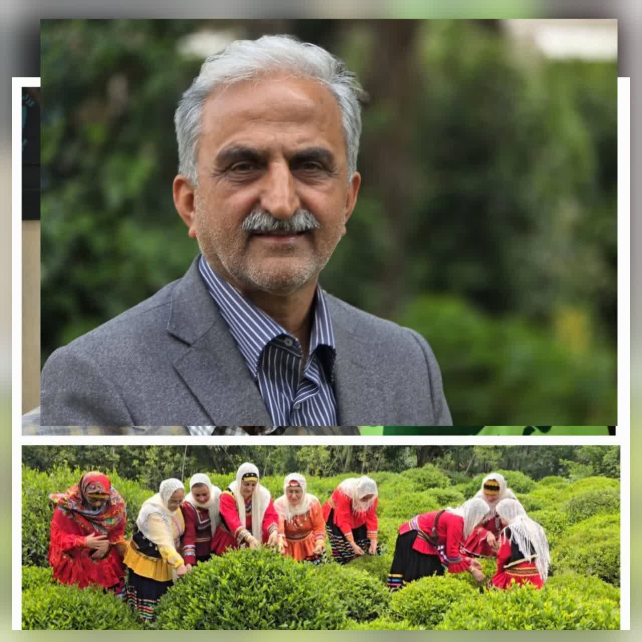 رئیس سازمان چای کشور: رئیس سازمان چای کشور: