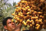 آغاز برداشت خرمای زودرس در جنوب کرمان/ پیش‌بینی تولید ۱۰۰۰ تن محصول