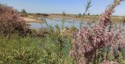 احیای تالاب قره قشلاق شهرستان چهاربرج بعد از ۱۵ سال