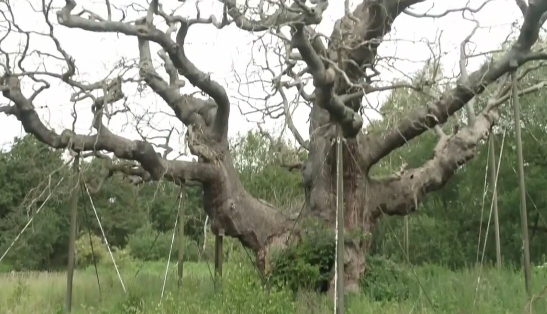 مرگ درخت افسانه‌ای رابین هود پس از ۱۲۰۰ سال/ عکس